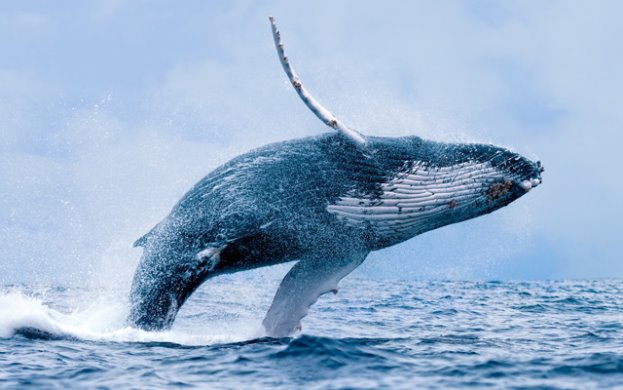 Картинки по запросу фото синього кита